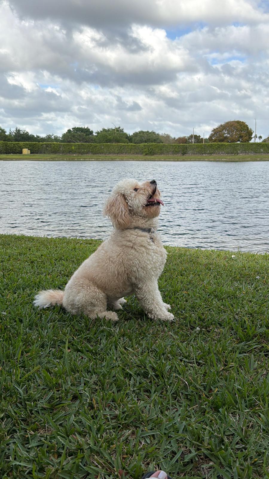 Well-trained dog sitting by the lake